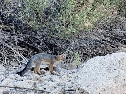 Willow Beach Marina by null