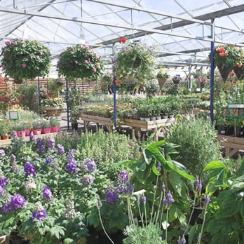 Cadnam Garden Centre - Cadnam Garden Centre plant area - Nurseries & Gardening Near Me - Southampton, HAM Cadnam Garden Centre - Cadnam Garden Centre plant area - Nurseries & Gardening Near Me - Southampton, HAM
