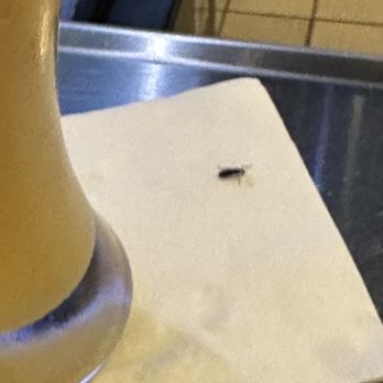Buffalo Wild Wings - bugs and food safety hazrds. - Sports Bars Near Me - Jensen Beach, Florida