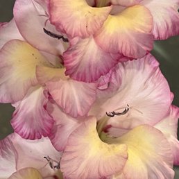 Flower show