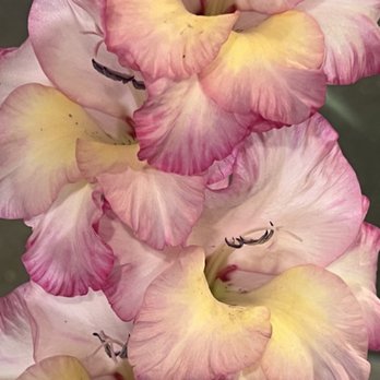 San Diego County Fair - Flower show - Festivals Near Me - Del Mar, California