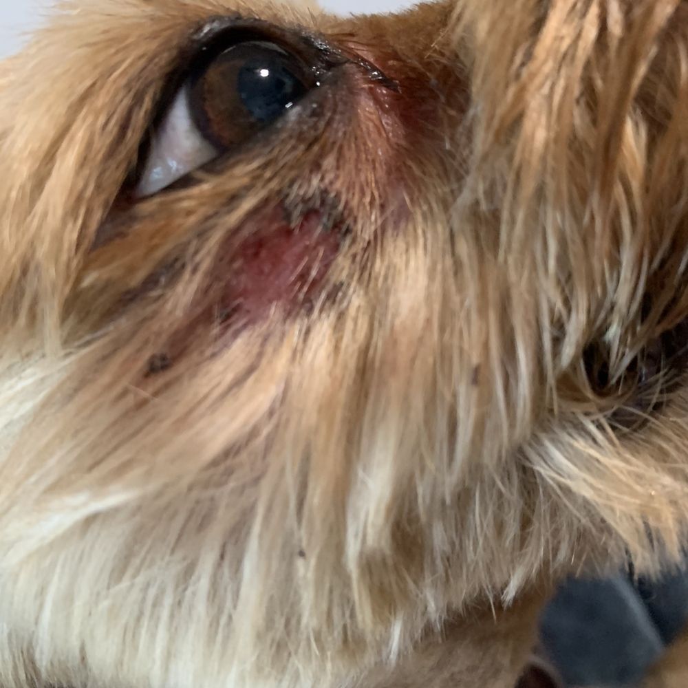 Heavenly Paws - Under eye cut - Pet Groomers Near Me - Upland, California Heavenly Paws - Under eye cut - Pet Groomers Near Me - Upland, California
