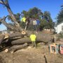 Photo of Beyond Tree Care