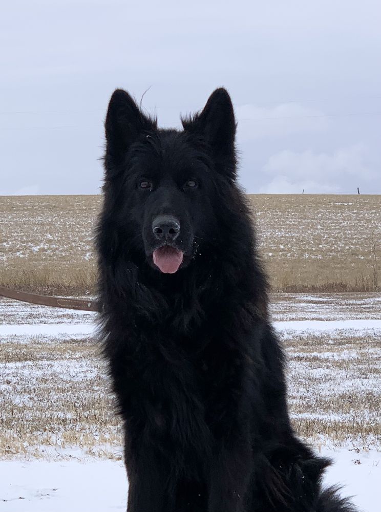 ROYAL K9 KENNEL Updated October 2024 Request Information 22254