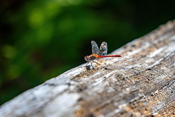 Coastal Maine Botanical Gardens by null