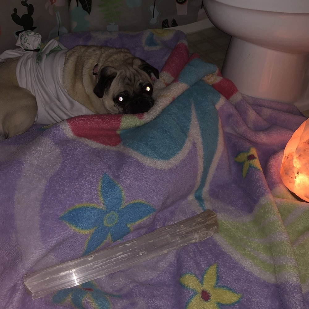 Cactus Paws - Our little girl getting healing energy from her sitter Danielle - Dog Walkers Near Me