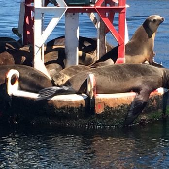 Oceanic West - Sea Lions basking in the sun on a convenient buoy. - Boat Charters Near Me Oceanic West - Sea Lions basking in the sun on a convenient buoy. - Boat Charters Near Me