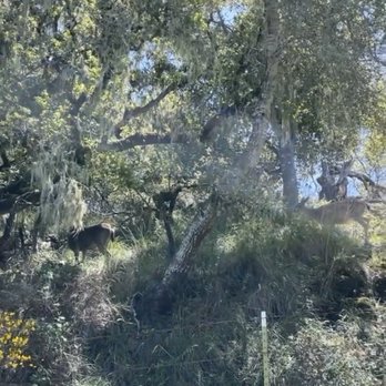 Sawyer Camp Trail - Hiking Near Me - San Mateo, California