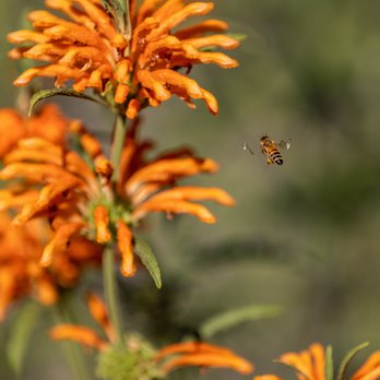 Central Park - Parks Near Me - San Mateo, California