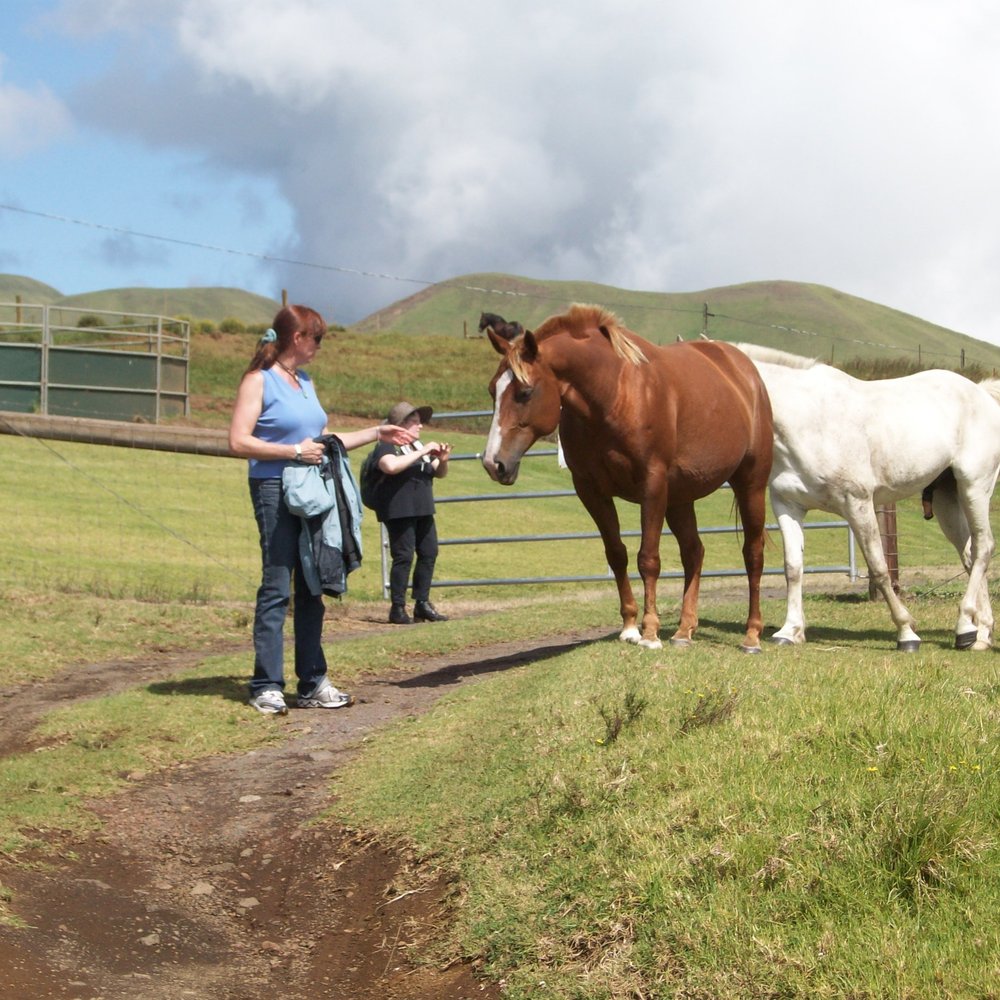 Na'alapa Stables - Horseback Riding Near Me - Kamuela, Hawaii Na'alapa Stables - Horseback Riding Near Me - Kamuela, Hawaii