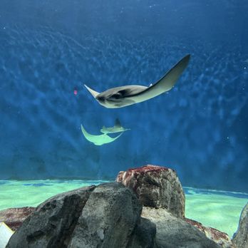 OdySea Aquarium - Aquariums Near Me - Scottsdale, Arizona OdySea Aquarium - Aquariums Near Me - Scottsdale, Arizona