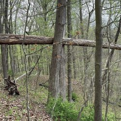 Patapsco Valley State Park - McKeldin Area