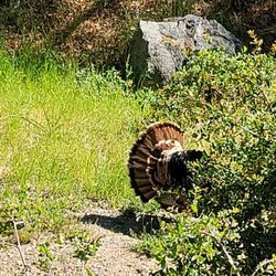 A Bed of Roses - Wild turkey in the yard