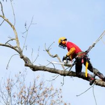 Gardner's Tree Services - Gardner's Tree Services - Tree Services Near Me - West Columbia, South Carolina Gardner's Tree Services - Gardner's Tree Services - Tree Services Near Me - West Columbia, South Carolina