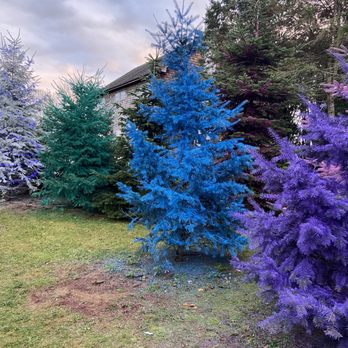 Dart's Christmas Tree Farm - Christmas Trees Near Me - Southold, New York Dart's Christmas Tree Farm - Christmas Trees Near Me - Southold, New York