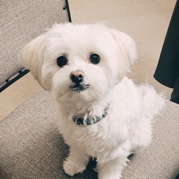 Happy Puppy - Pet Groomers Near Me - Lake Forest, California