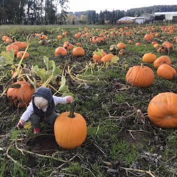 Schilter Family Farm - Pumpkin Patches Near Me - Lacey, Washington Schilter Family Farm - Pumpkin Patches Near Me - Lacey, Washington