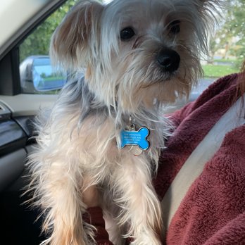 Lin Lar Grooming - Before - Pet Sitting Near Me - Columbus, Ohio