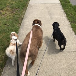 Busy Paws - Group walk