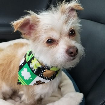 Mona's Pet Salon - So fresh n so clean clean!! - Pet Groomers Near Me - Columbus, Ohio