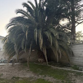 Lozada Tree Service - Before - Tree Services Near Me Lozada Tree Service - Before - Tree Services Near Me