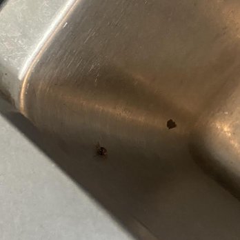 Ellis Midtown Apartments - Kitchen sink roach - Apartments Near Me - Phoenix, Arizona