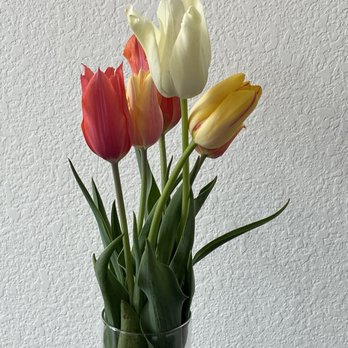 Texas-Tulips - Bouquet (vase not included) - Nurseries & Gardening Near Me - Pilot Point, Texas