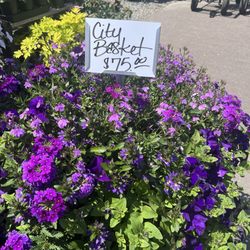 S & K Nursery - City Basket
