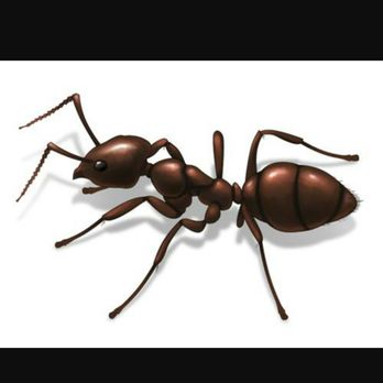 All Pro Pest Control - Pest Control Near Me All Pro Pest Control - Pest Control Near Me