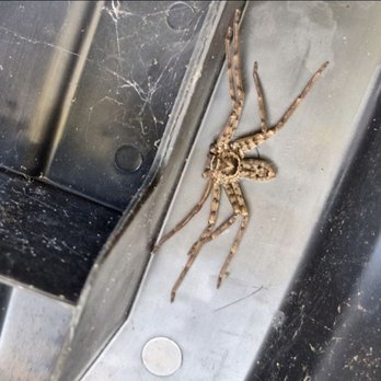 Two Brothers Environmental Services - Pest Control Near Me - Spring Hill, Florida