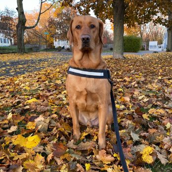 GoodFellas Doggy Daycare - Flashy boy - Pet Sitting Near Me - Saugus, Massachusetts