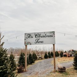 Orrs Farm Market - Come choose a Christmas tree!