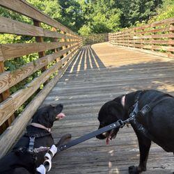 Boardwalk is pretty shaded