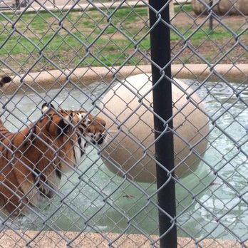 Insync Exotics - Animal Shelters Near Me - Wylie, Texas Insync Exotics - Animal Shelters Near Me - Wylie, Texas