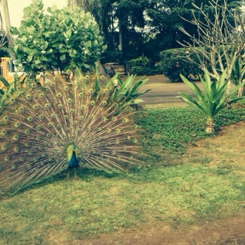 Smith's Tropical Paradise - Amazing peacocks. - Botanical Gardens Near Me - Kapaa, Hawaii