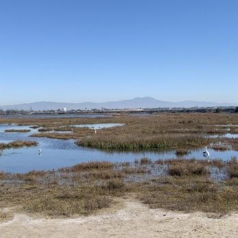 Bolsa Chica Ecological Reserve photo 6