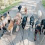 Photo of INU PACKS