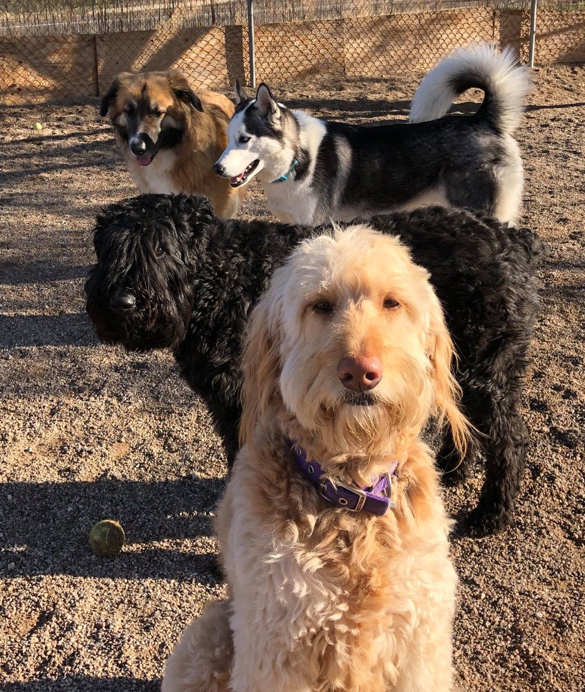 PAWS UP! 140 Photos & 11 Reviews 2200 W Sunset Rd, Tucson, Arizona