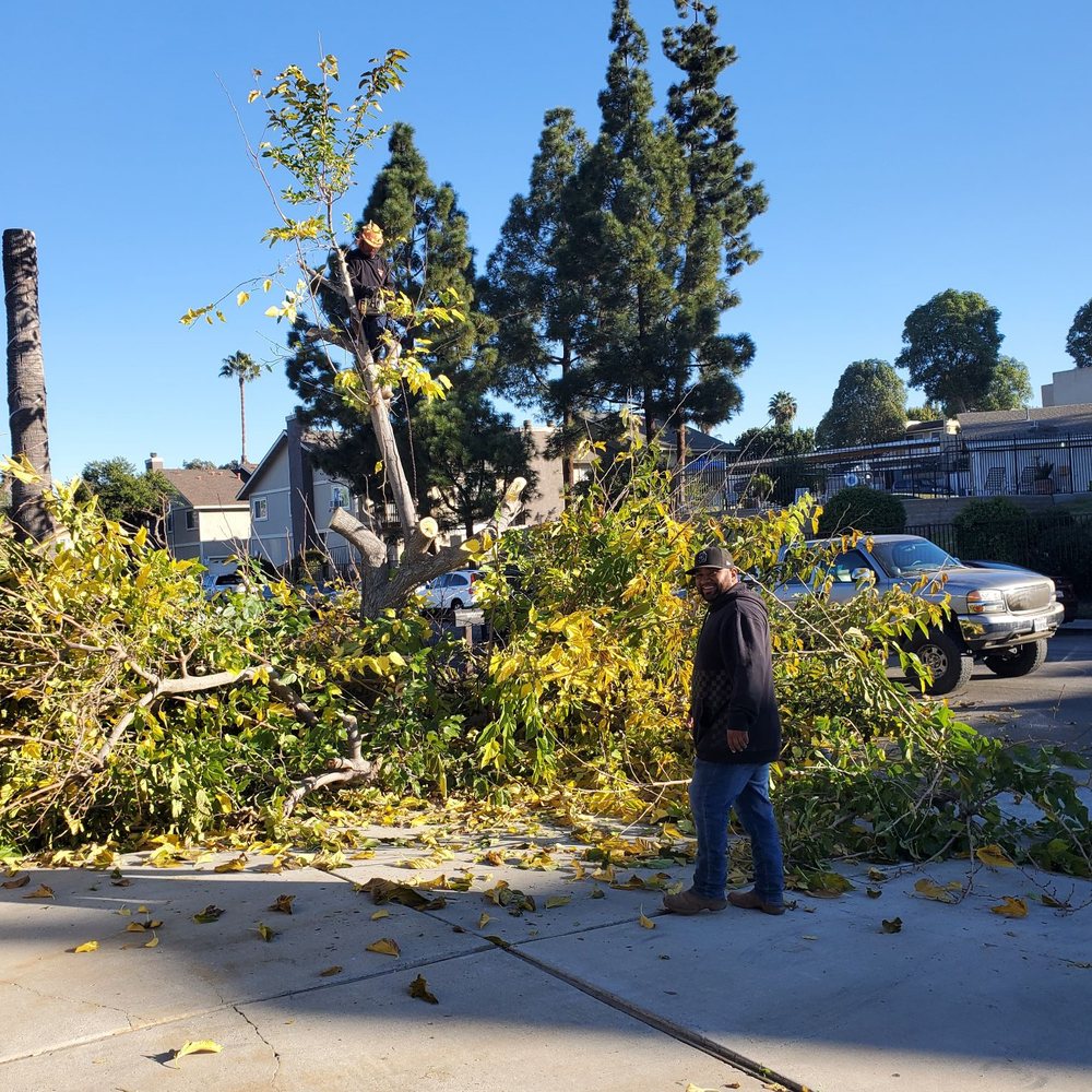 SD Tree Service - Rey - Tree Services Near Me