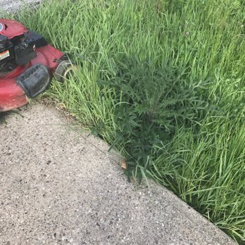 Flawless Landscaping - Very tall grass, no match for our mower - Landscaping Near Me - North Versailles, Pennsylvania Flawless Landscaping - Very tall grass, no match for our mower - Landscaping Near Me - North Versailles, Pennsylvania
