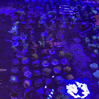 DT Aquarium - Coral - Local Fish Stores Near Me - Toronto, Ontario