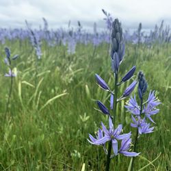Camas Prairie Centennial Marsh