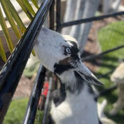 Itty Bitty Mobile Petting Zoo