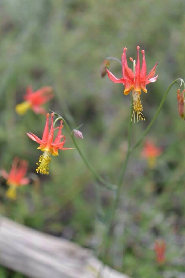 Charleston Peak Logo
