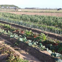 Verdura Pura - Una hectárea de superficie dedicada al cultivo de verdura de temporada