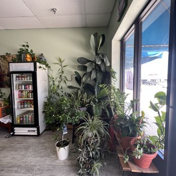 Sushi & Sub - Plants galore - Sushi Bars Near Me - Jacksonville, Florida Sushi & Sub - Plants galore - Sushi Bars Near Me - Jacksonville, Florida
