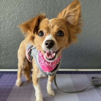 Vinny’s Wolfpack - After! - Pet Groomers Near Me