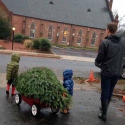 Almost Heavenly Christmas Trees - Excited to get home and decorate the Christmas Tree!