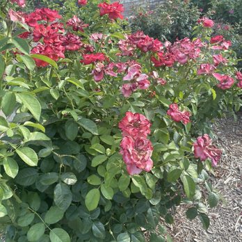 San Antonio Botanical Garden - Botanical Gardens Near Me - San Antonio, Texas