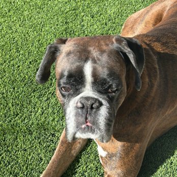 AZ Pet Stylist - Pet Groomers Near Me - Queen Creek, Arizona